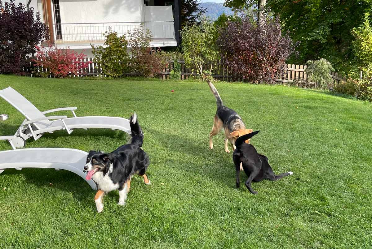 Urlaub mit dem Hund